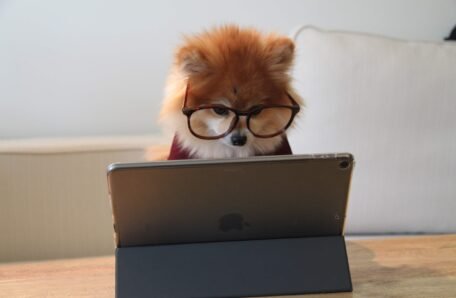 cookie-the-pom-gySMaocSdqs-unsplash (1) learning online skills
